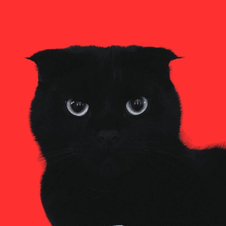 Black cat with bright red background.