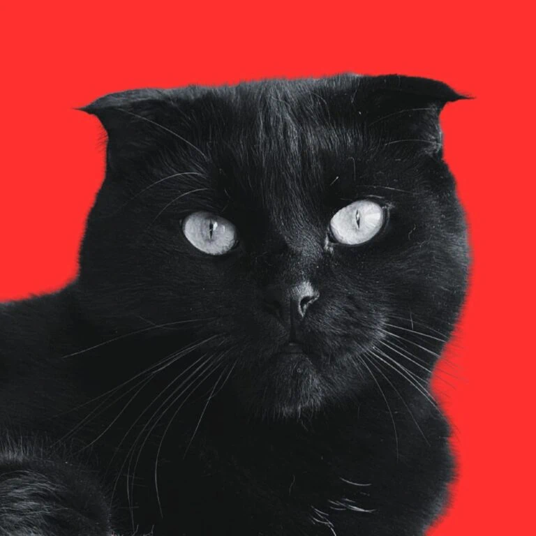 Schwarze Katze vor rotem Hintergrund